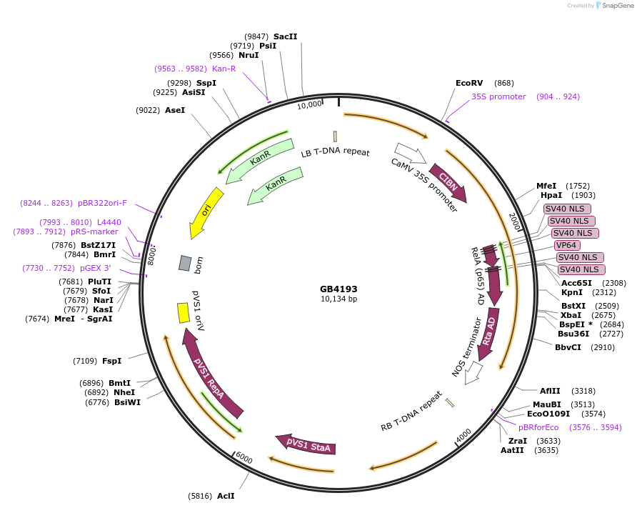 215251-plasmid-map-sequence-id-436582