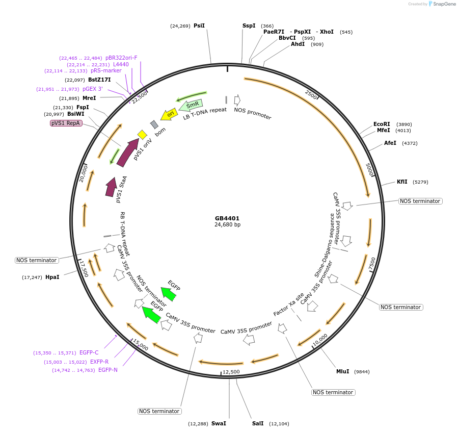215252-plasmid-map-sequence-id-436586