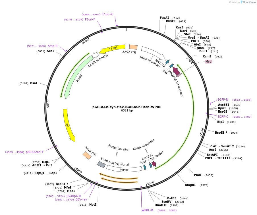 218878-plasmid-map-sequence-id-436588