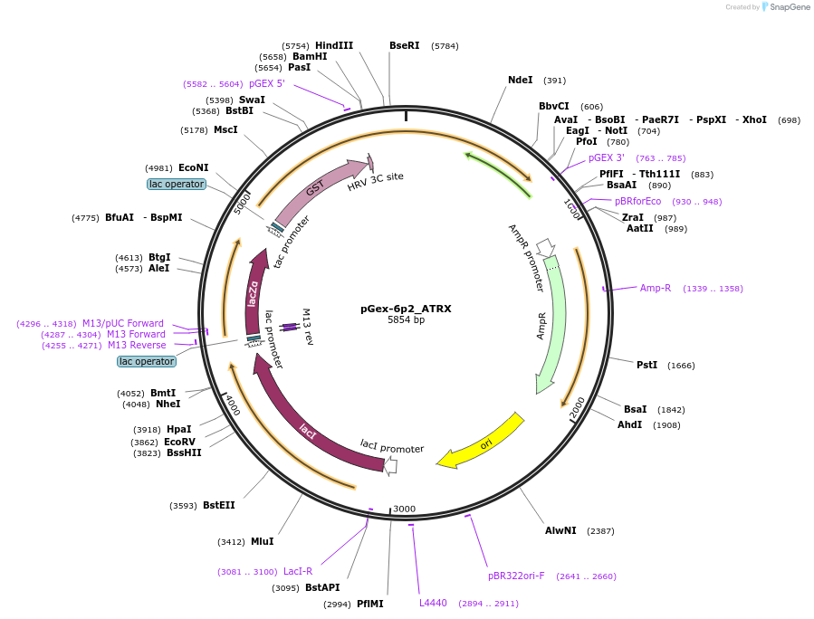 221377-plasmid-map-sequence-id-436604
