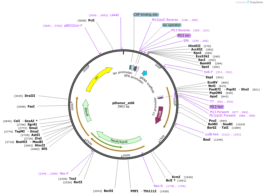 69351-plasmid-map-sequence-id-436605