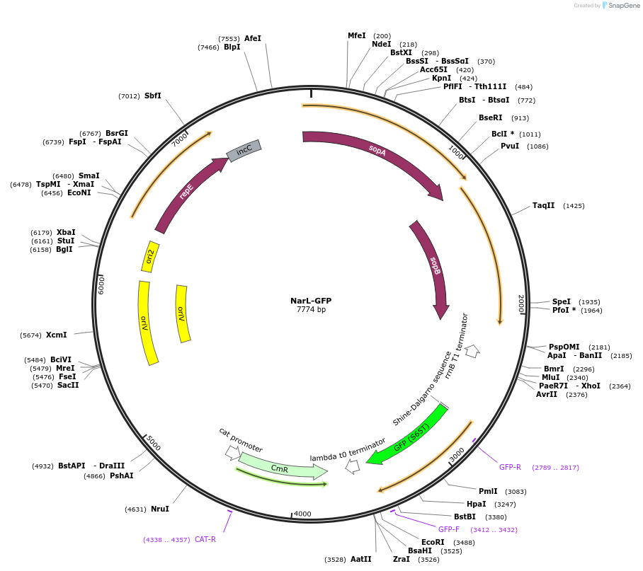 220160-plasmid-map-sequence-id-436625
