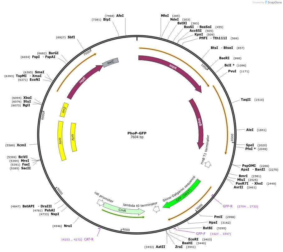 220164-plasmid-map-sequence-id-436626