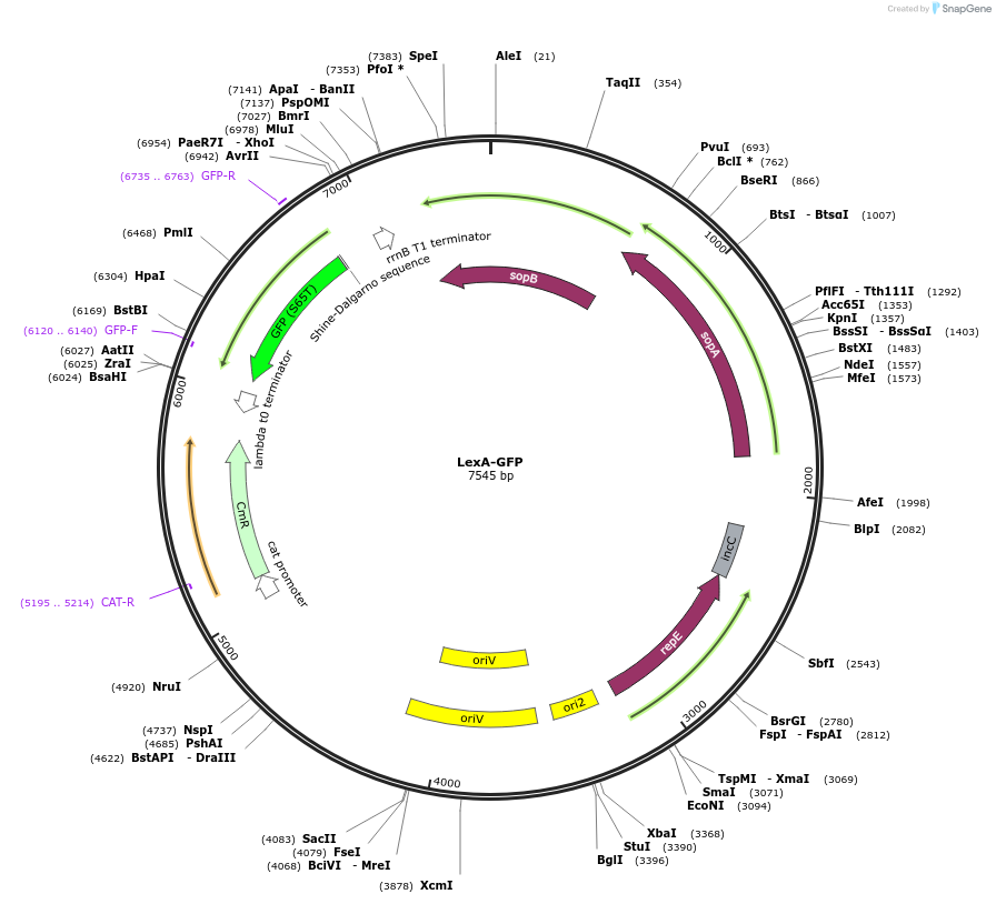 220157-plasmid-map-sequence-id-436628