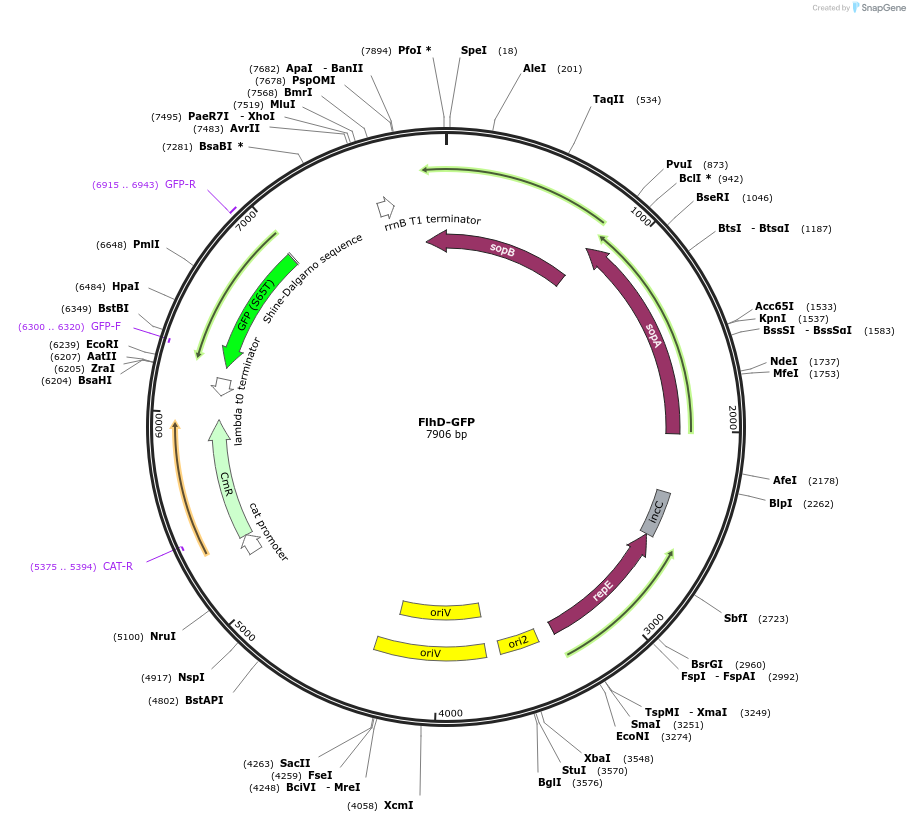 220154-plasmid-map-sequence-id-436630