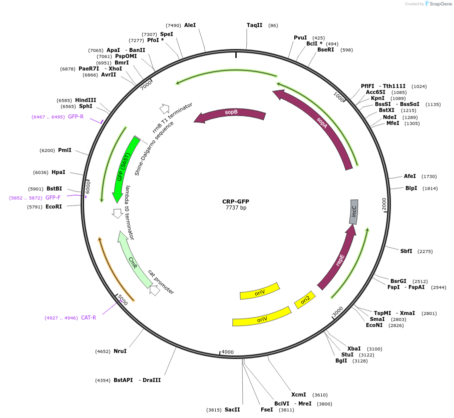 220152-plasmid-map-sequence-id-436632