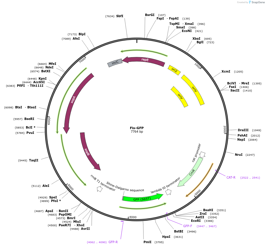 220153-plasmid-map-sequence-id-436633
