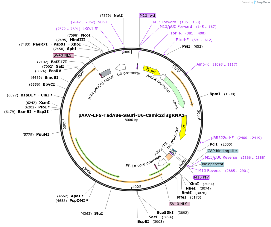 220117-plasmid-map-sequence-id-436679