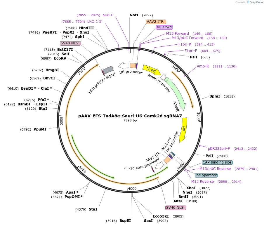 220119-plasmid-map-sequence-id-436692