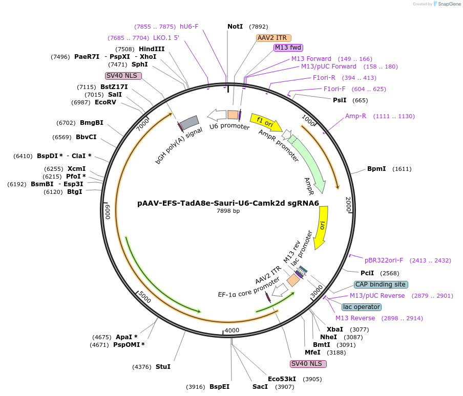 220118-plasmid-map-sequence-id-436694