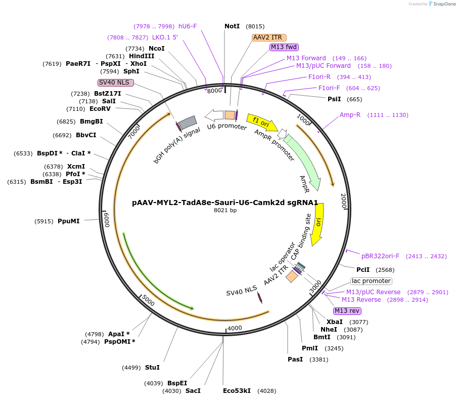 220120-plasmid-map-sequence-id-436697