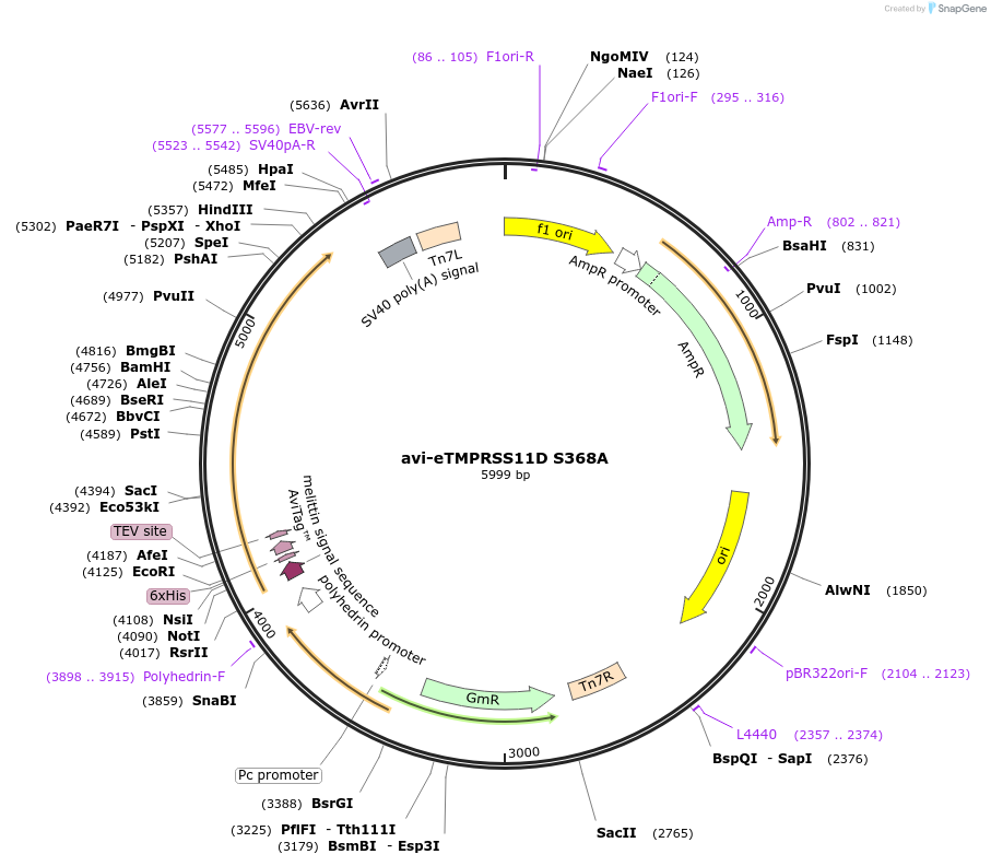 220882-plasmid-map-sequence-id-436699