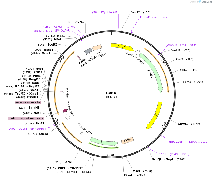 220879-plasmid-map-sequence-id-436702