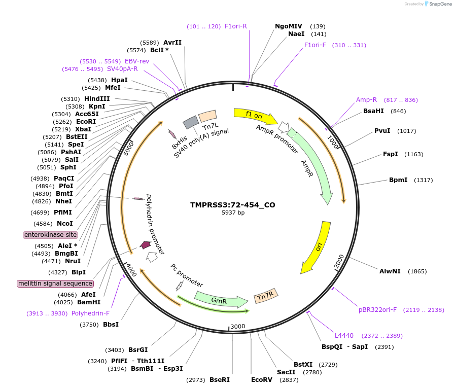 220880-plasmid-map-sequence-id-436704