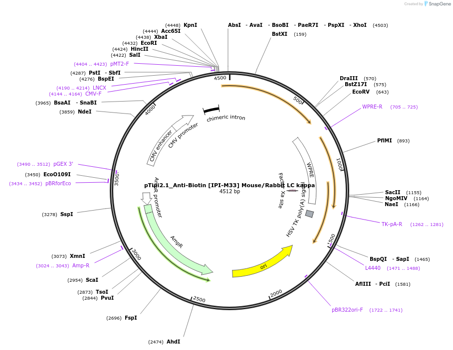 221350-plasmid-map-sequence-id-436707
