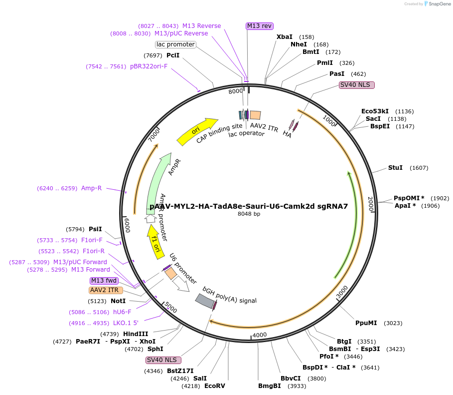 220127-plasmid-map-sequence-id-436749
