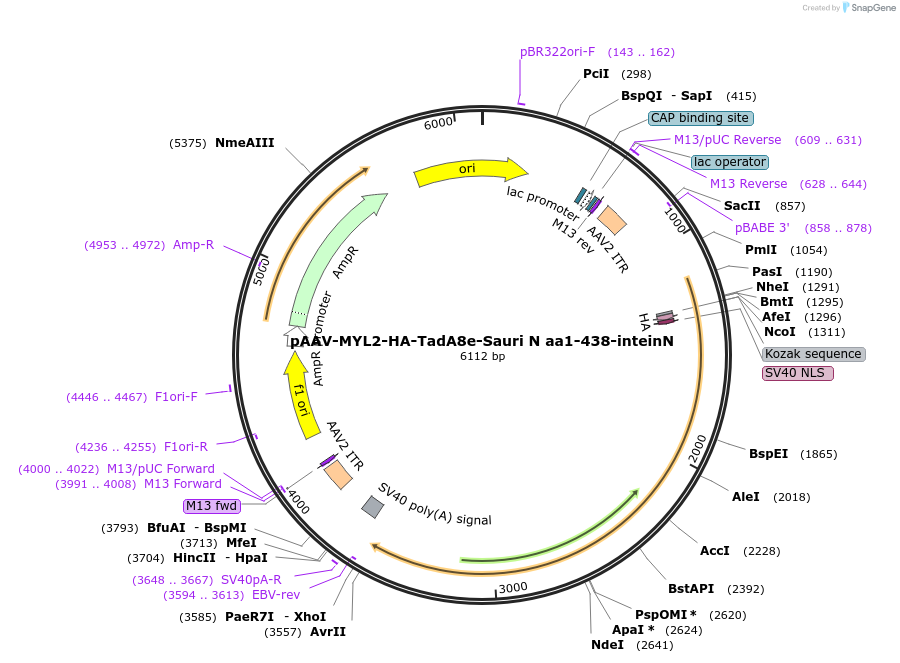 220128-plasmid-map-sequence-id-436789