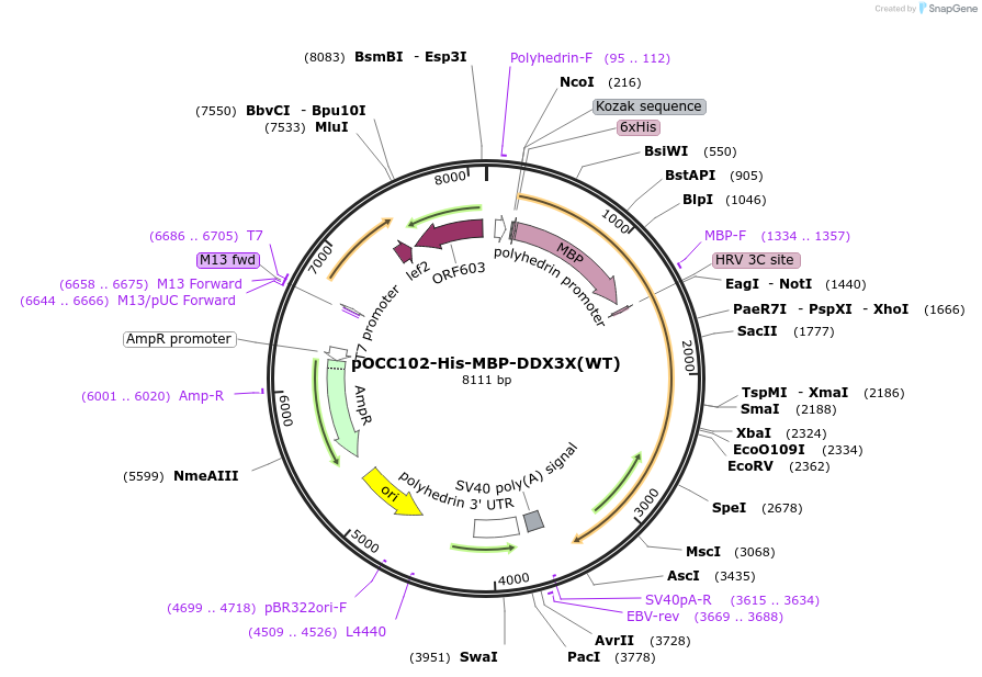 219988-plasmid-map-sequence-id-436790
