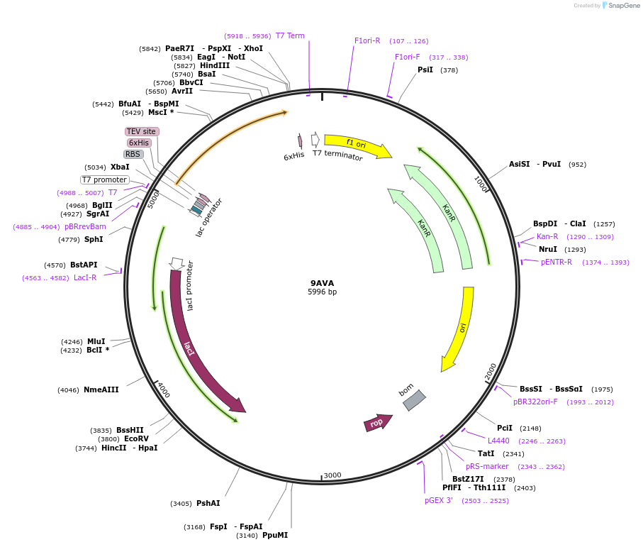 220884-plasmid-map-sequence-id-436793