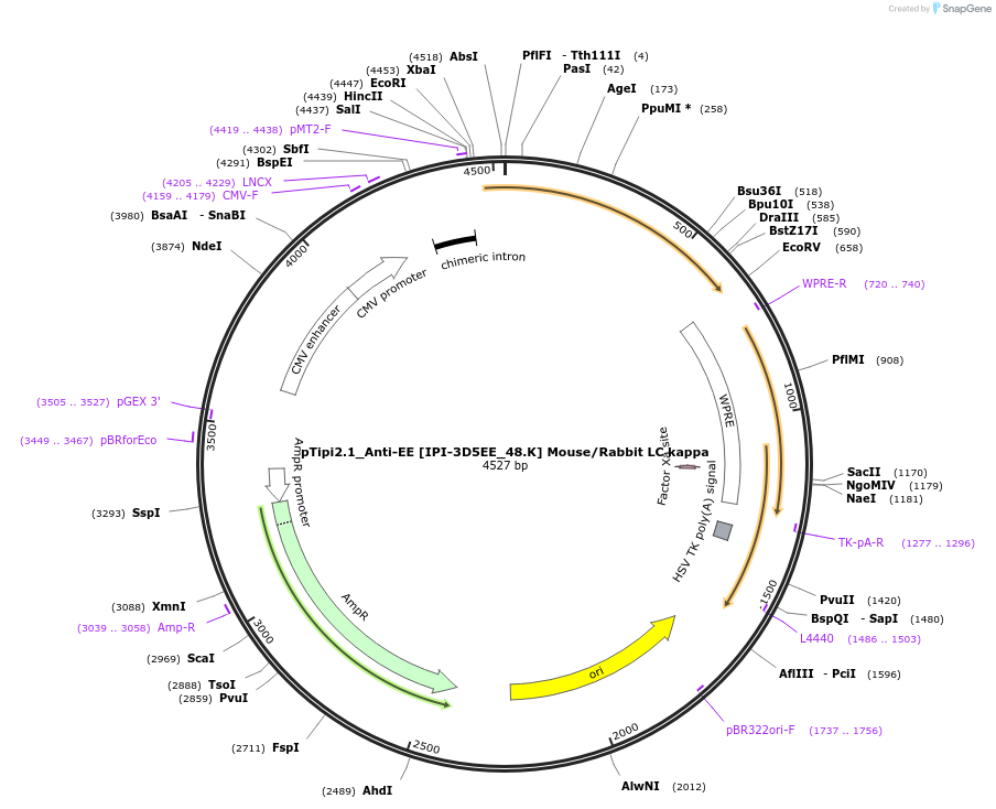 221352-plasmid-map-sequence-id-436798
