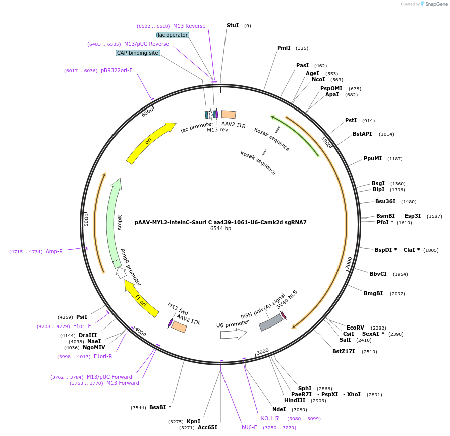 220129-plasmid-map-sequence-id-436803