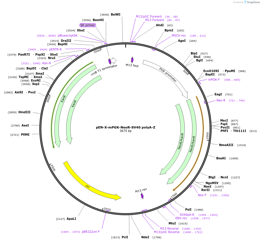 218909-plasmid-map-sequence-id-436805