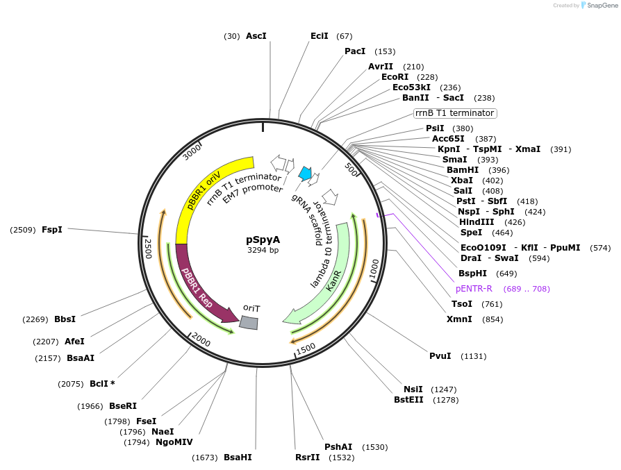 220185-plasmid-map-sequence-id-436812