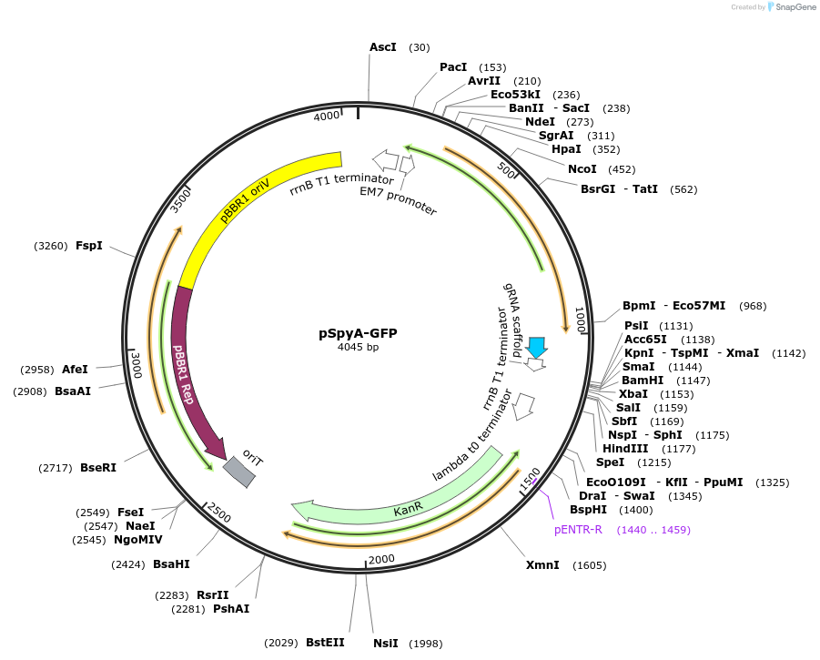 220189-plasmid-map-sequence-id-436813