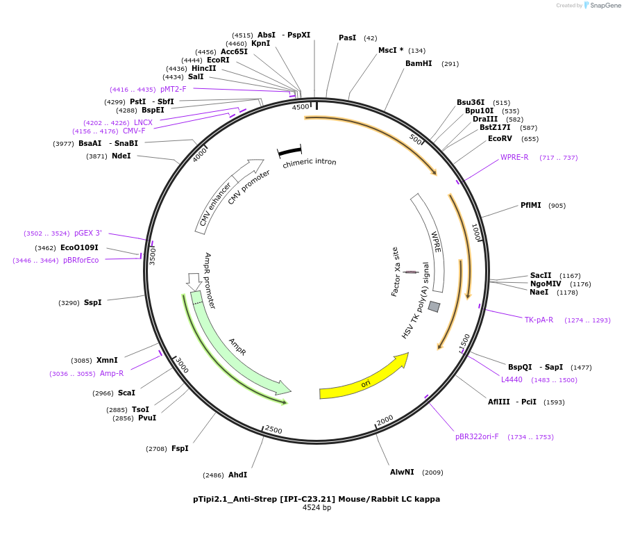 221356-plasmid-map-sequence-id-436814