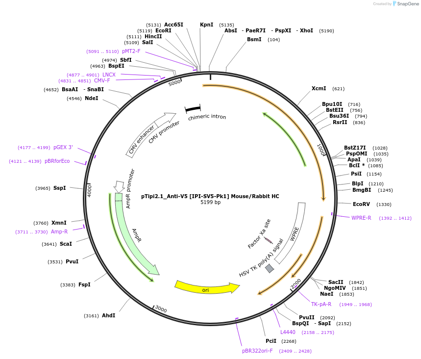 221359-plasmid-map-sequence-id-436820