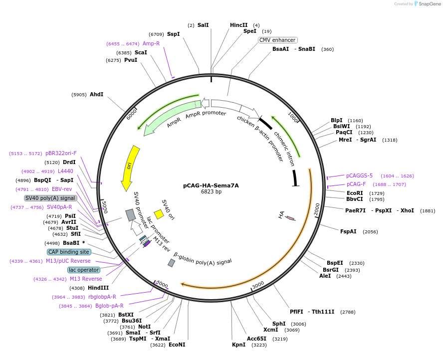 190644-plasmid-map-sequence-id-436822
