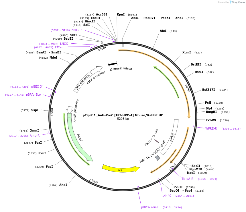 221361-plasmid-map-sequence-id-436824