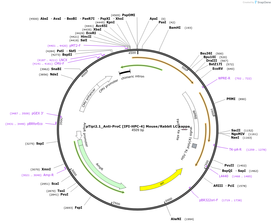 221362-plasmid-map-sequence-id-436828