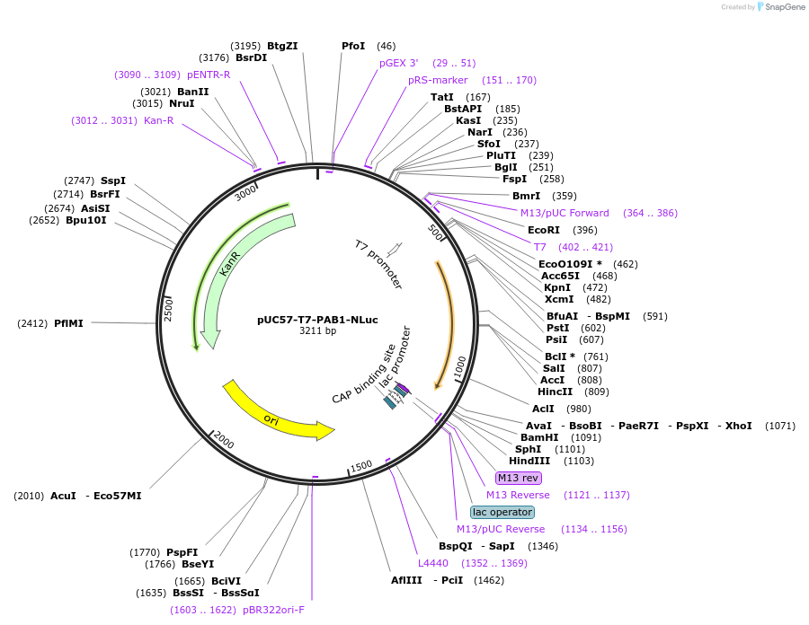 219984-plasmid-map-sequence-id-436830