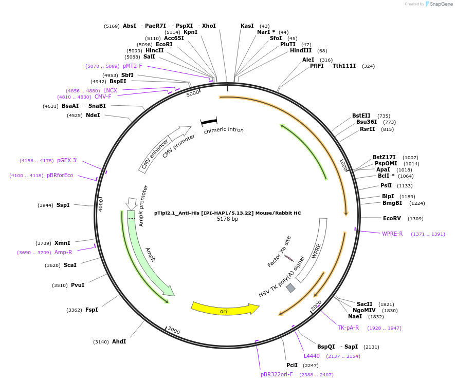 221363-plasmid-map-sequence-id-436831