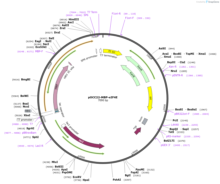 219978-plasmid-map-sequence-id-436833