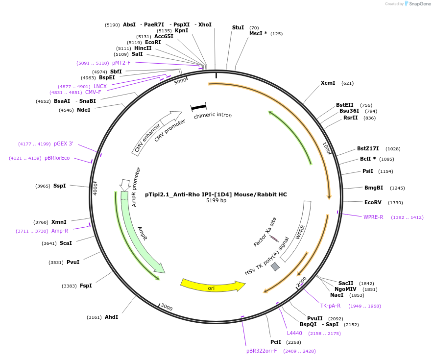 221365-plasmid-map-sequence-id-436834