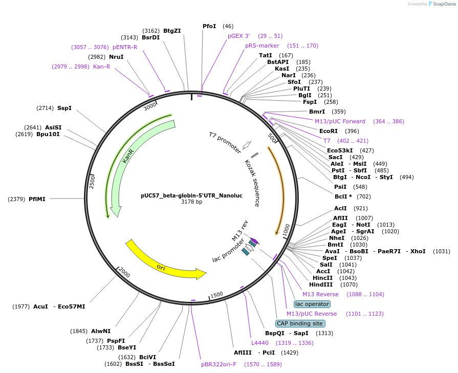 219989-plasmid-map-sequence-id-436835