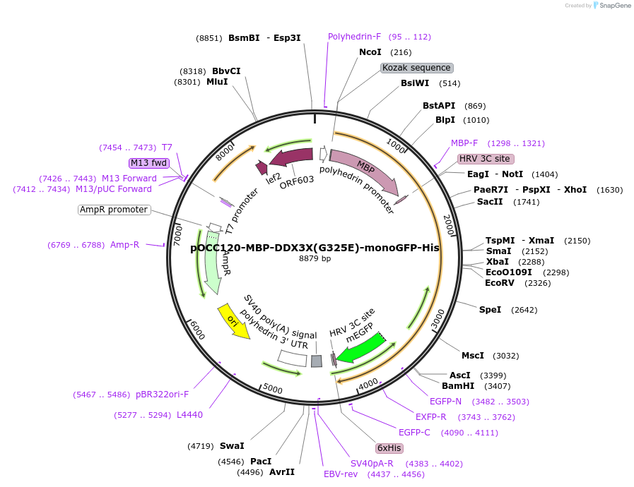 219987-plasmid-map-sequence-id-436837