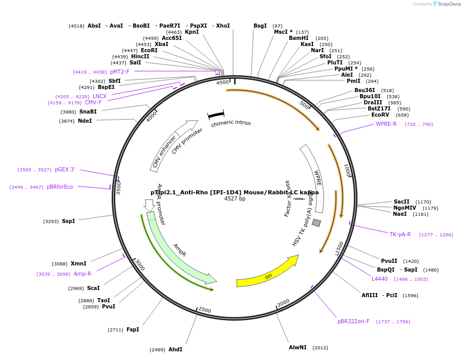 221366-plasmid-map-sequence-id-436839