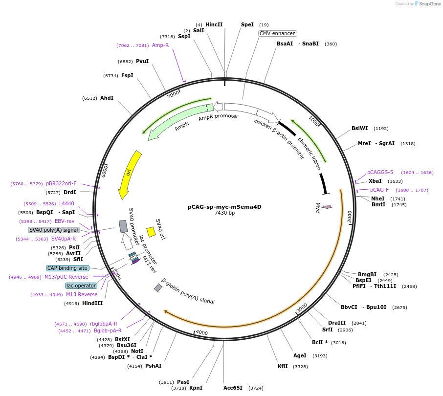190645-plasmid-map-sequence-id-436841
