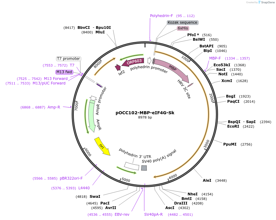 219976-plasmid-map-sequence-id-436842