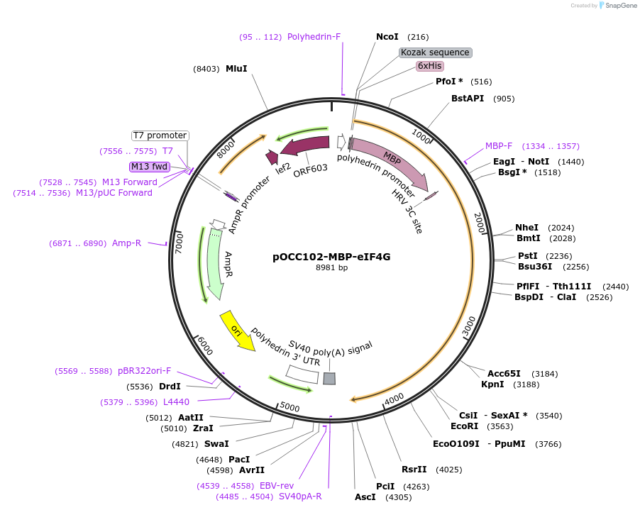 219971-plasmid-map-sequence-id-436844