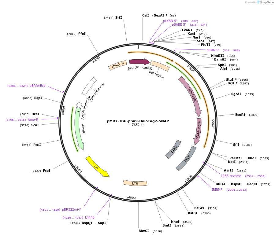 217319-plasmid-map-sequence-id-436845