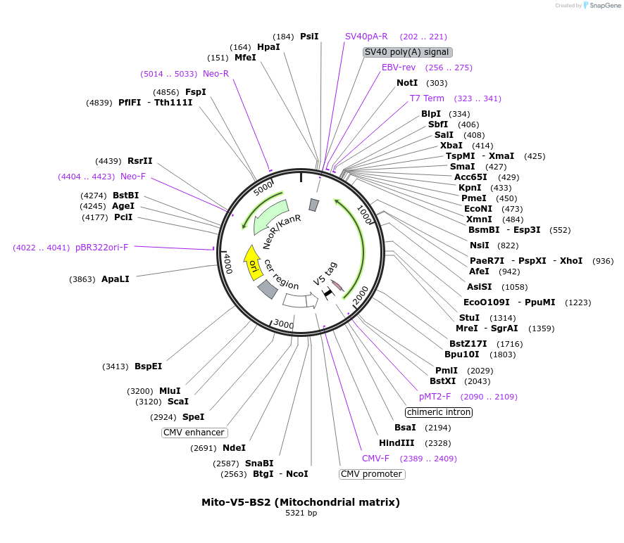 220344-plasmid-map-sequence-id-436847