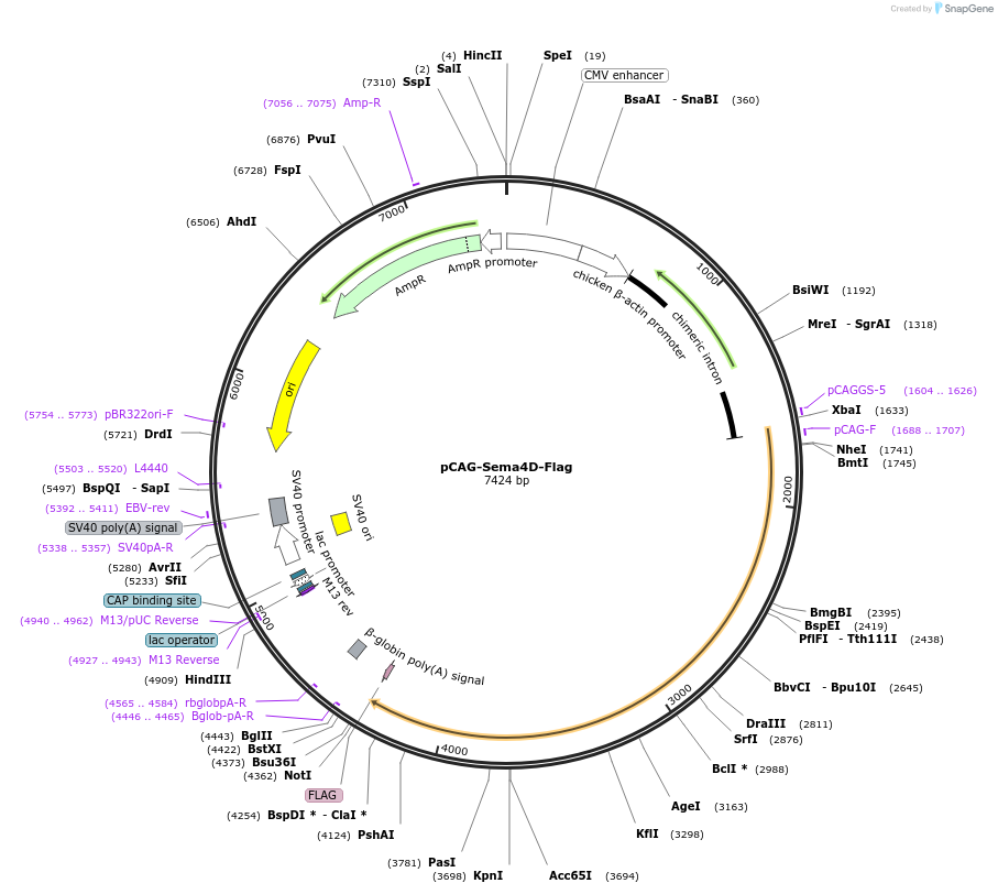 190646-plasmid-map-sequence-id-436848