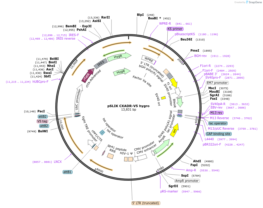 220362-plasmid-map-sequence-id-436884