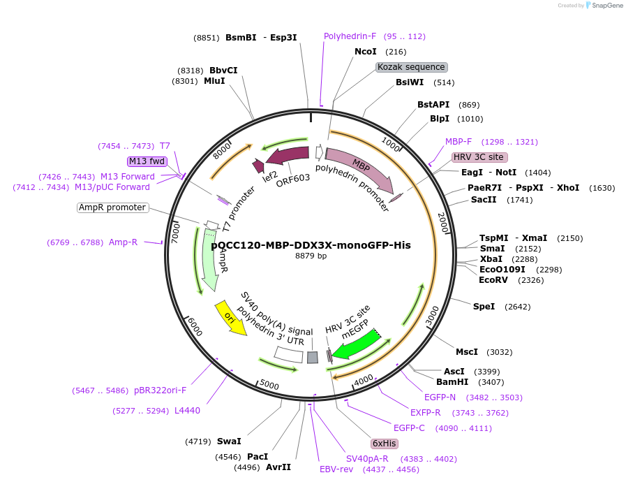 219985-plasmid-map-sequence-id-436890