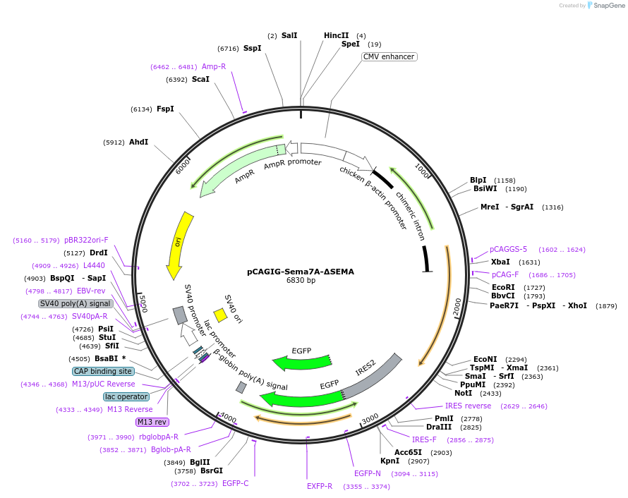 190647-plasmid-map-sequence-id-436892