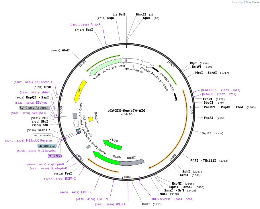 190648-plasmid-map-sequence-id-436894
